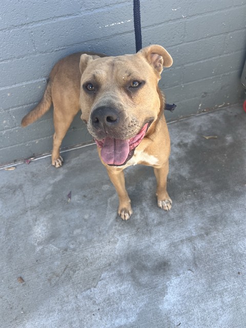 Javi, a Pit Bull Terrier, available for adoption