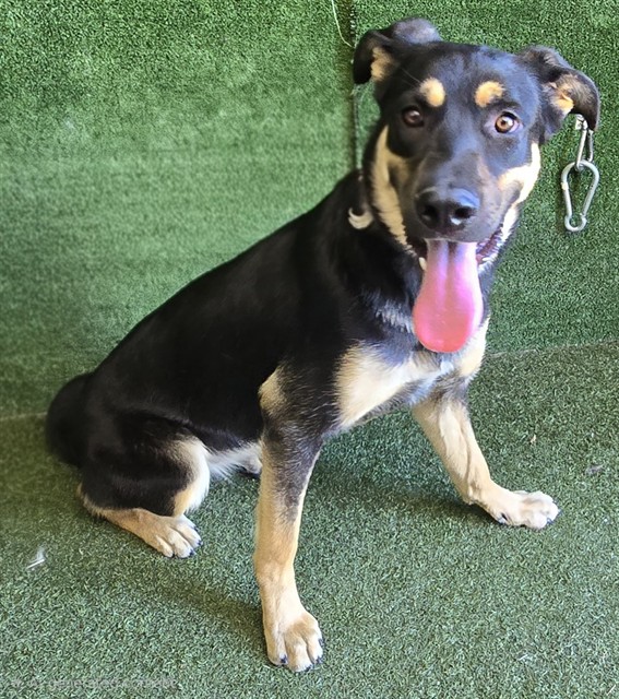 Nyla, a German Shepherd, available for adoption