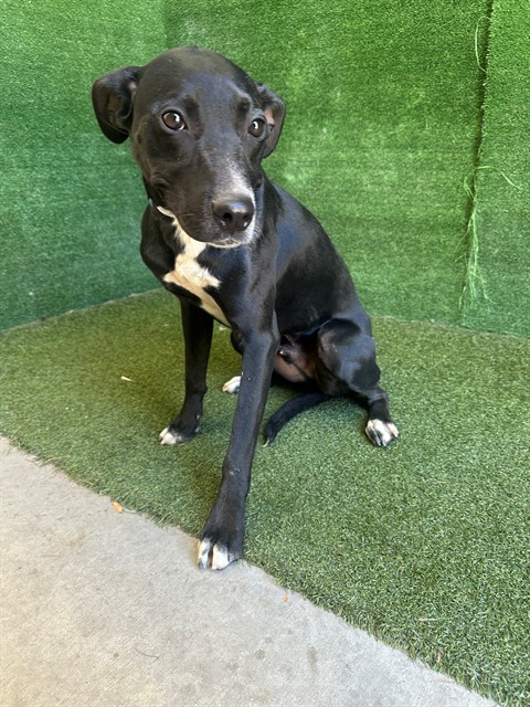 Khan, a Labrador Retriever, available for adoption