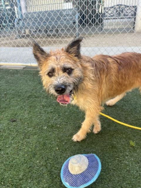 Chazz, a Norwich Terrier (mix breed), available for adoption