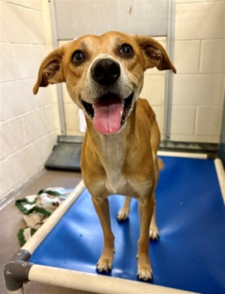 Churro, a Labrador Retriever (mix breed), available for adoption