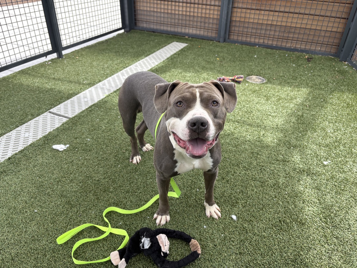King Zeus, a Pit Bull Terrier, available for adoption