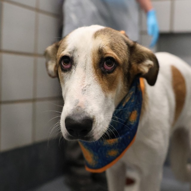 Cinnamon, a Foxhound (mix breed), available for adoption
