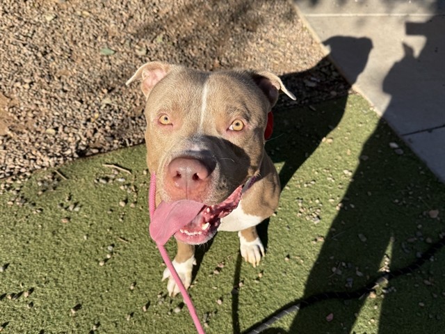 Phil, a Bullmastiff (mix breed), available for adoption