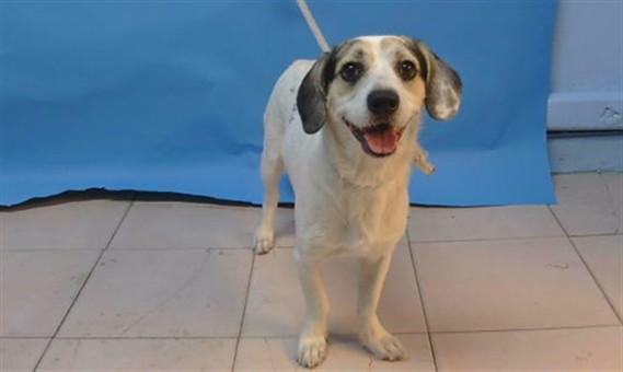 A5807527, a Beagle, available for adoption