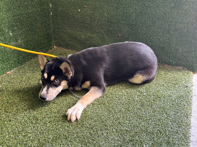 Daisy, a Siberian Husky, available for adoption
