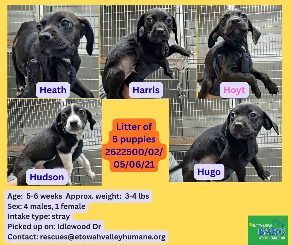 Puppies, a Retriever, available for adoption