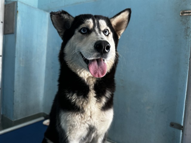 Nova, a Siberian Husky, available for adoption