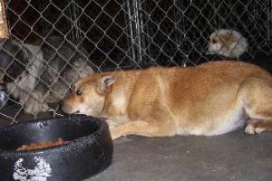 Other Photos of thie Dog