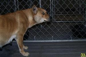 Other Photos of thie Dog