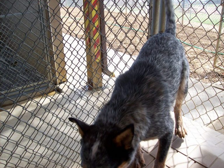Other Photos of thie Dog