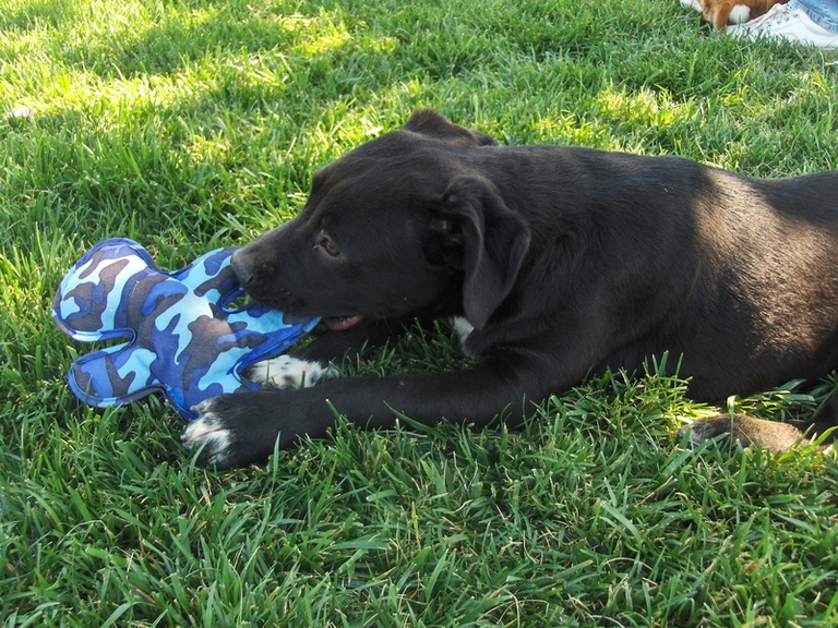 Other Photos of thie Dog