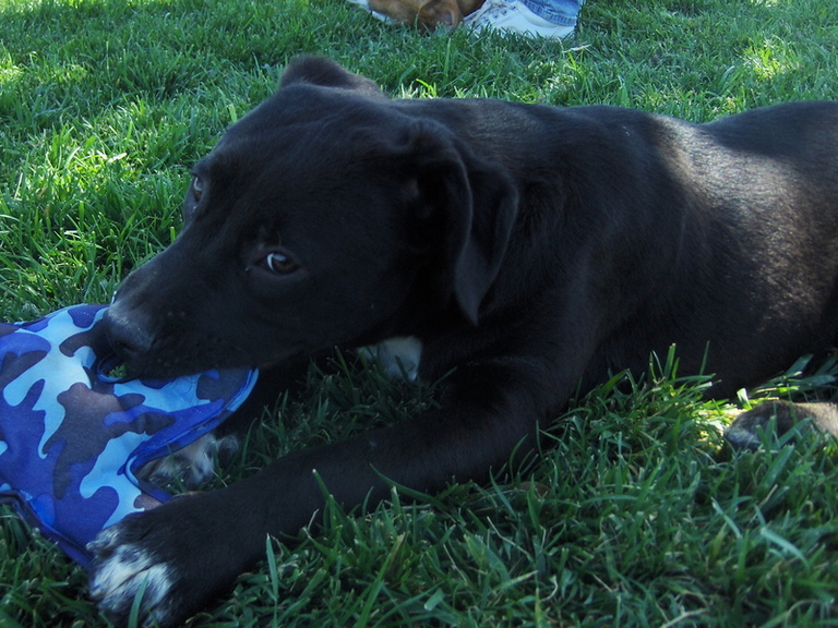 Other Photos of thie Dog