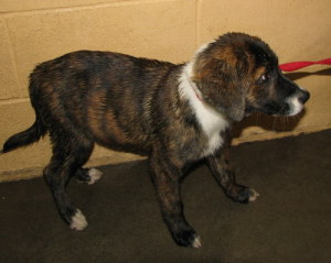Other Photos of thie Dog