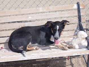 Other Photos of thie Dog