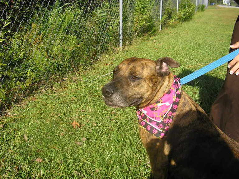 Other Photos of thie Dog