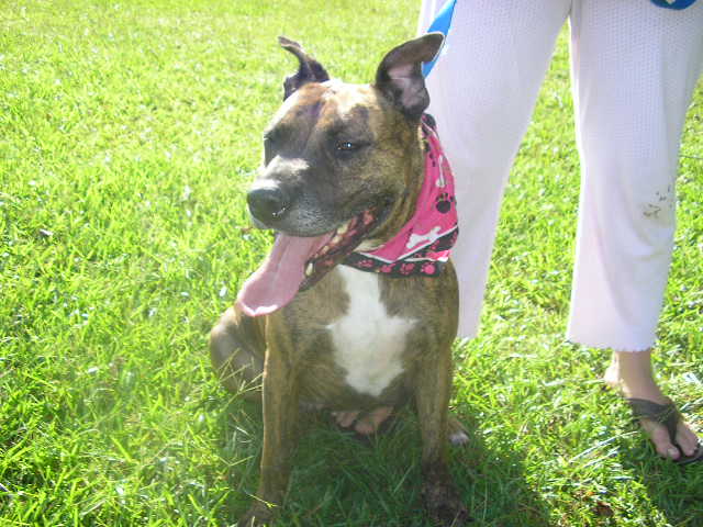 Other Photos of thie Dog