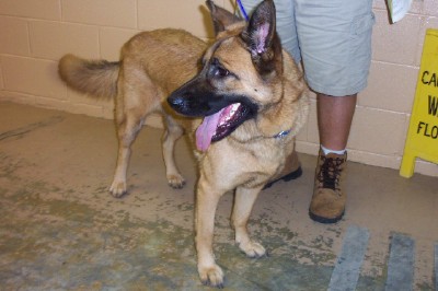Other Photos of thie Dog