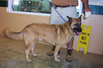 Other Photos of thie Dog