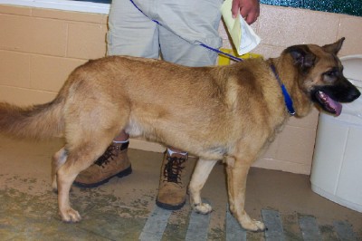 Other Photos of thie Dog