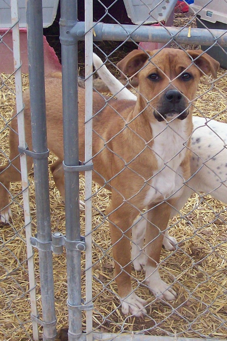 Main Photo of this Dog