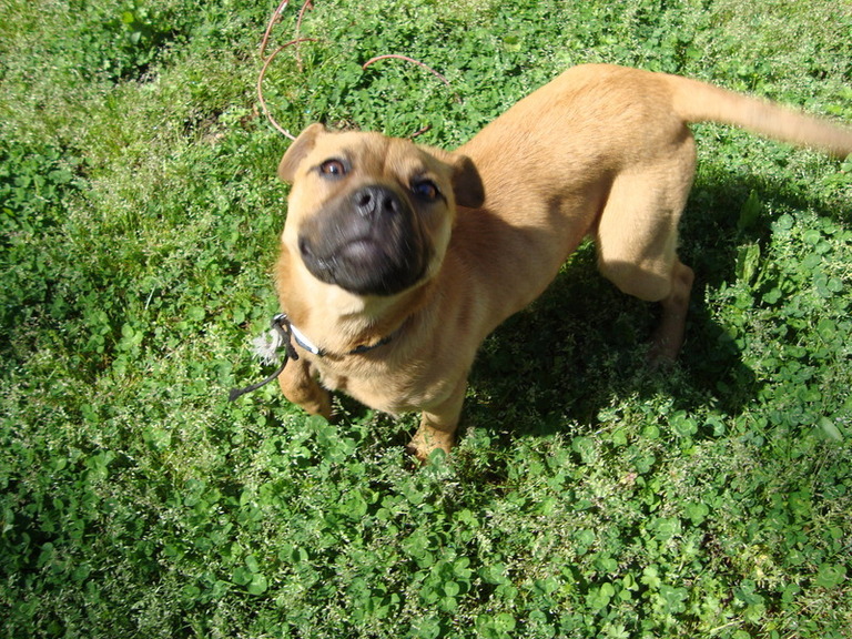 Other Photos of thie Dog