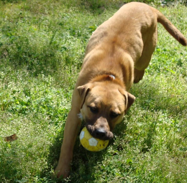 Other Photos of thie Dog