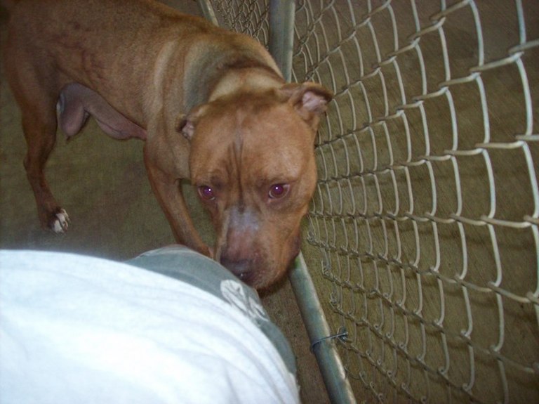 Other Photos of thie Dog