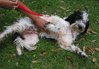 Other Photos of thie Dog