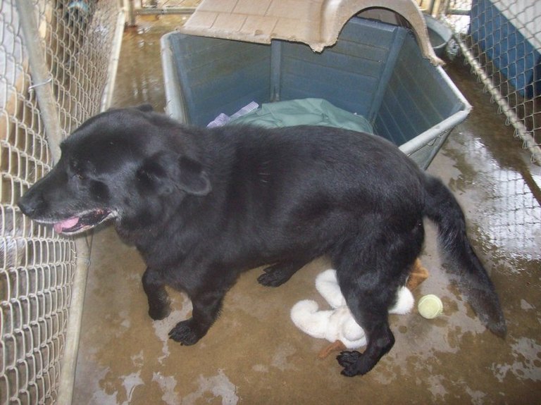 Other Photos of thie Dog