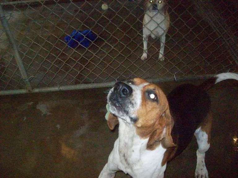 Other Photos of thie Dog