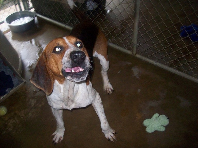 Other Photos of thie Dog