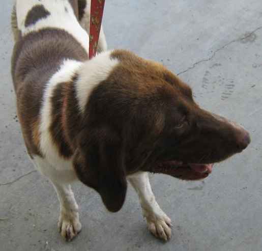 Other Photos of thie Dog