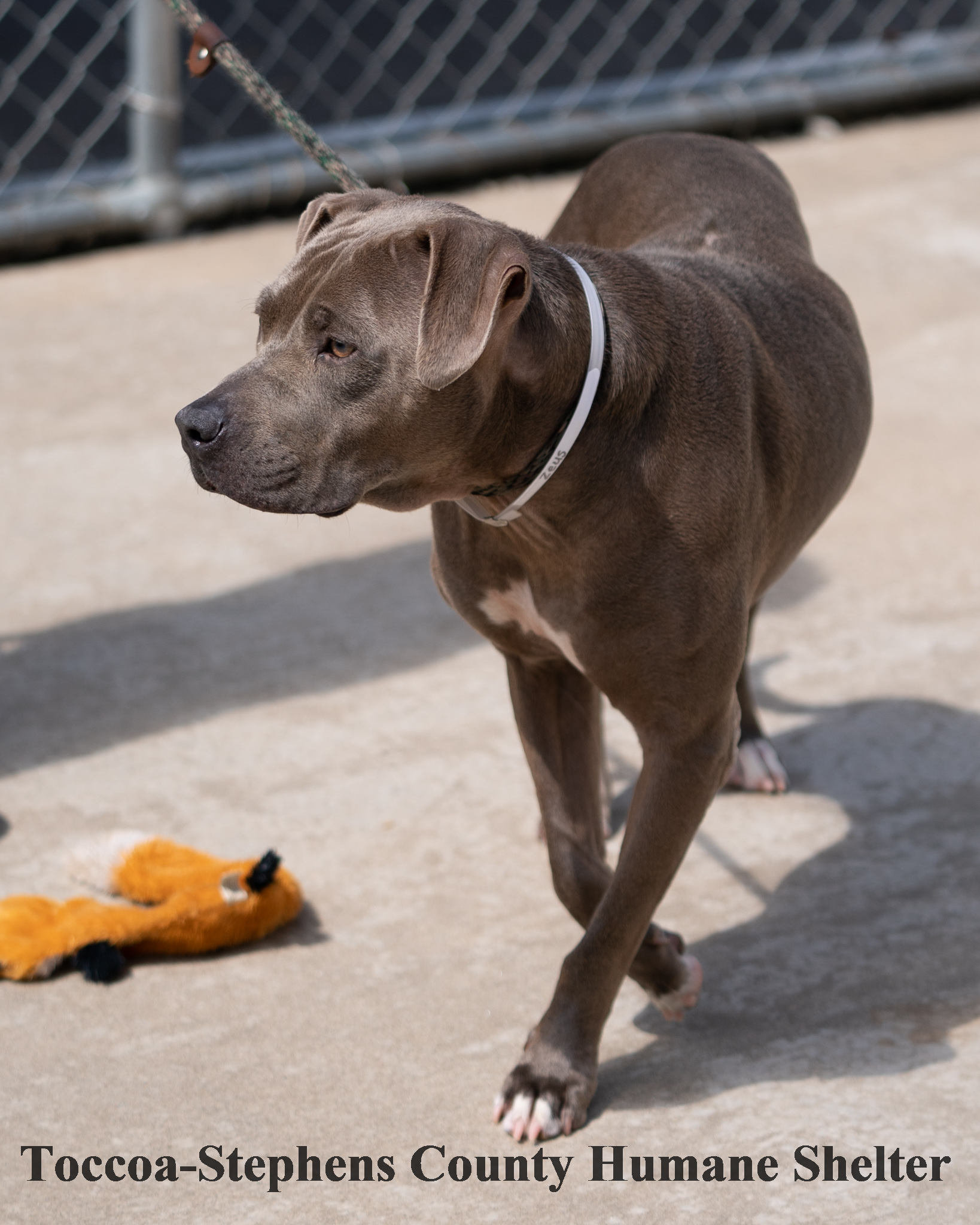Other Photos of thie Dog