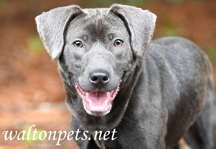 Other Photos of thie Dog