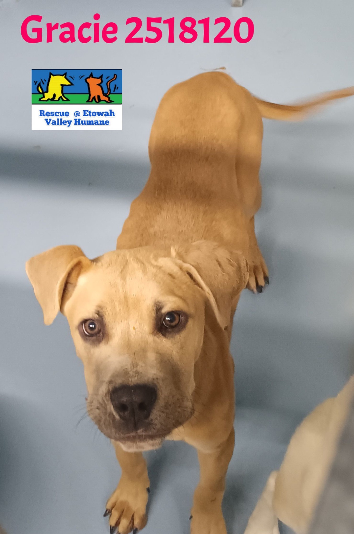 Main Photo of this Dog