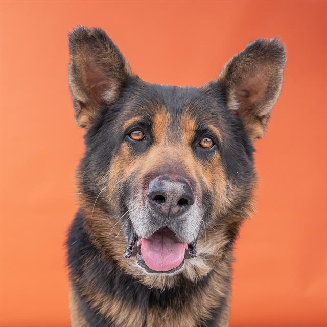 Other Photos of thie Dog