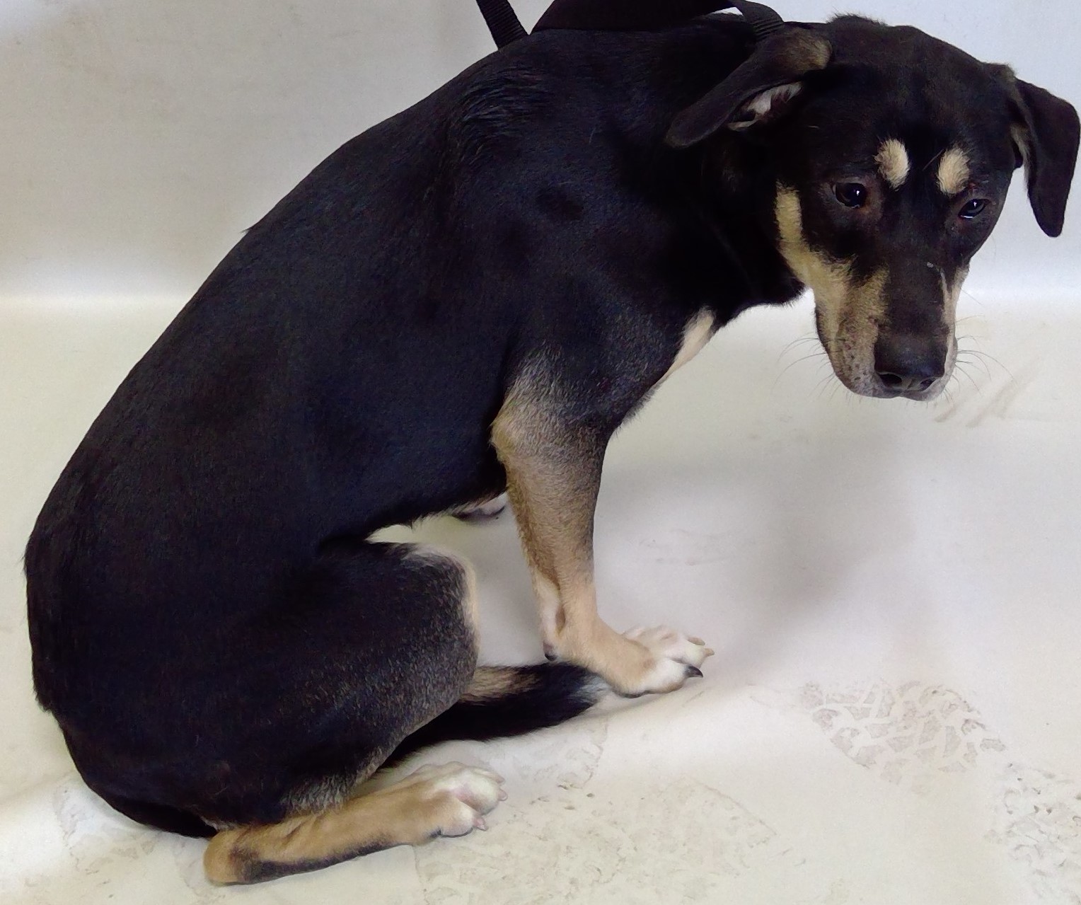 Main Photo of this Dog