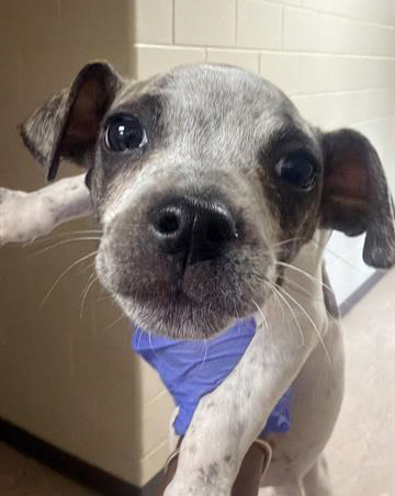 Trixiee, a Pit Bull Terrier, available for adoption