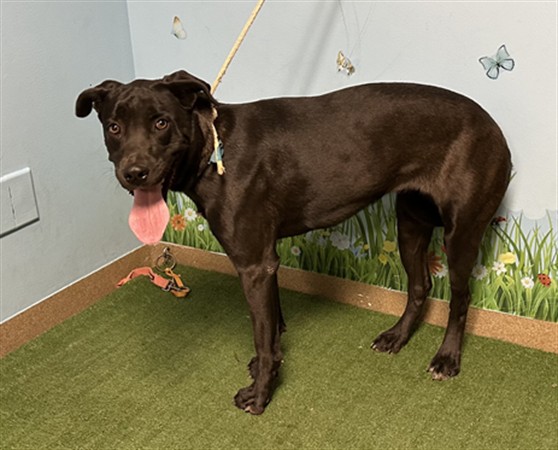 Betsy, a Labrador Retriever, available for adoption