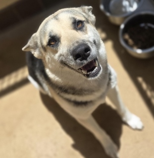 Maile, a Shepherd (mix breed), available for adoption