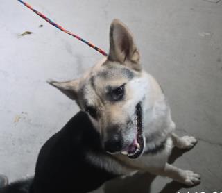 Other Photos of thie Dog