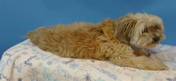 Bear, a Terrier, available for adoption