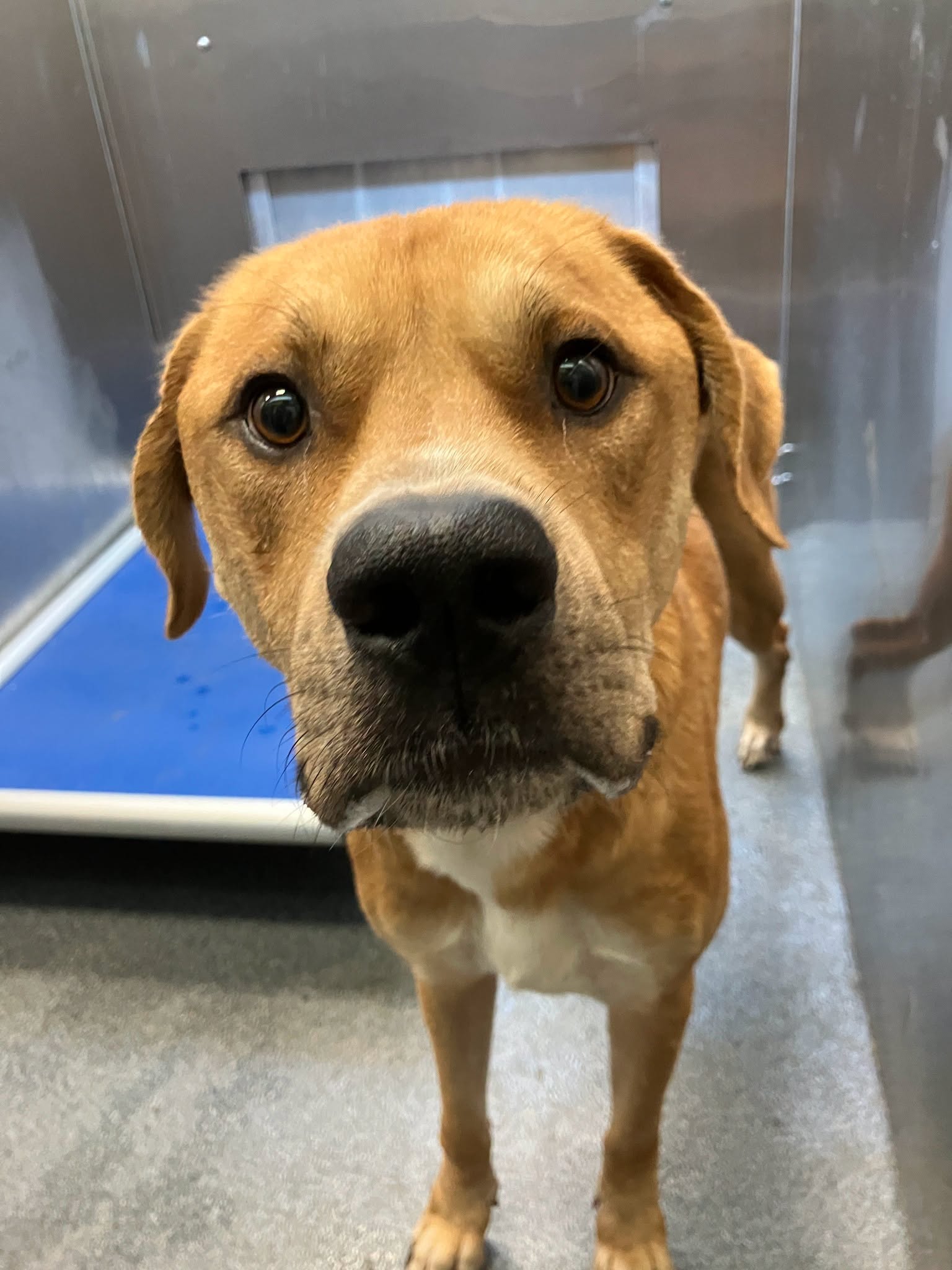 Red, a American Staffordshire Terrier, available for adoption