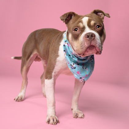 Smoosh, a Terrier, available for adoption