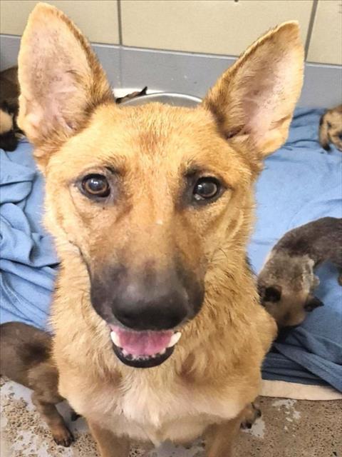 Caroline And Puppies, a German Shepherd (mix breed), available for adoption