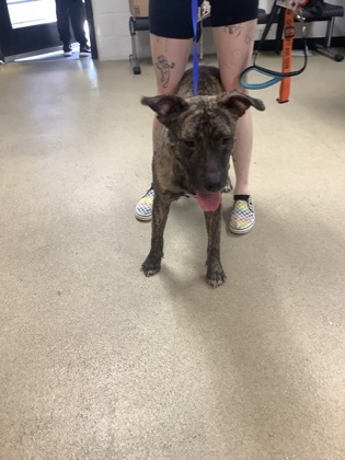 Betsy, a Pit Bull Terrier, available for adoption