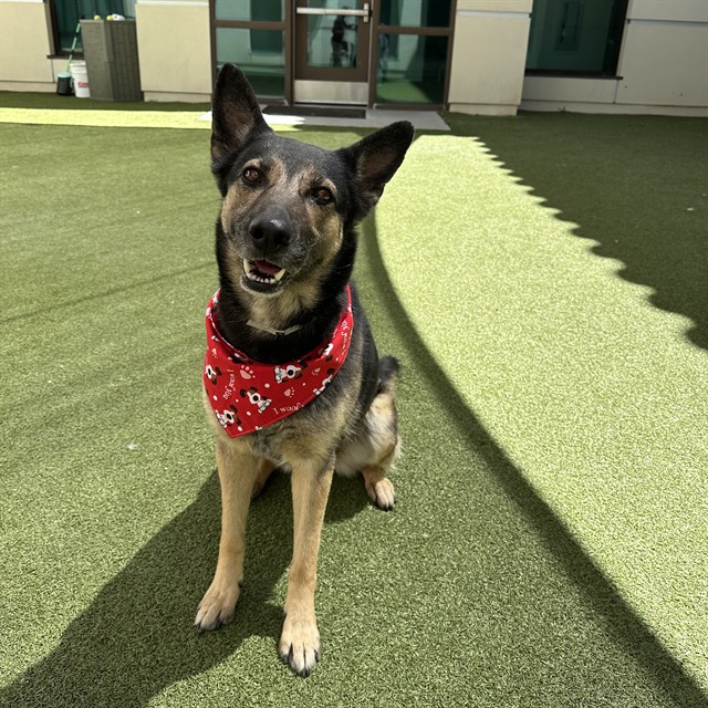 Shyla, a German Shepherd, available for adoption