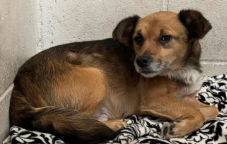 A596296, a Terrier (mix breed), available for adoption