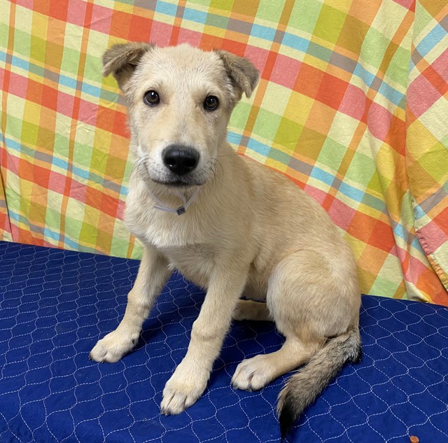 A5793048, a German Shepherd, available for adoption